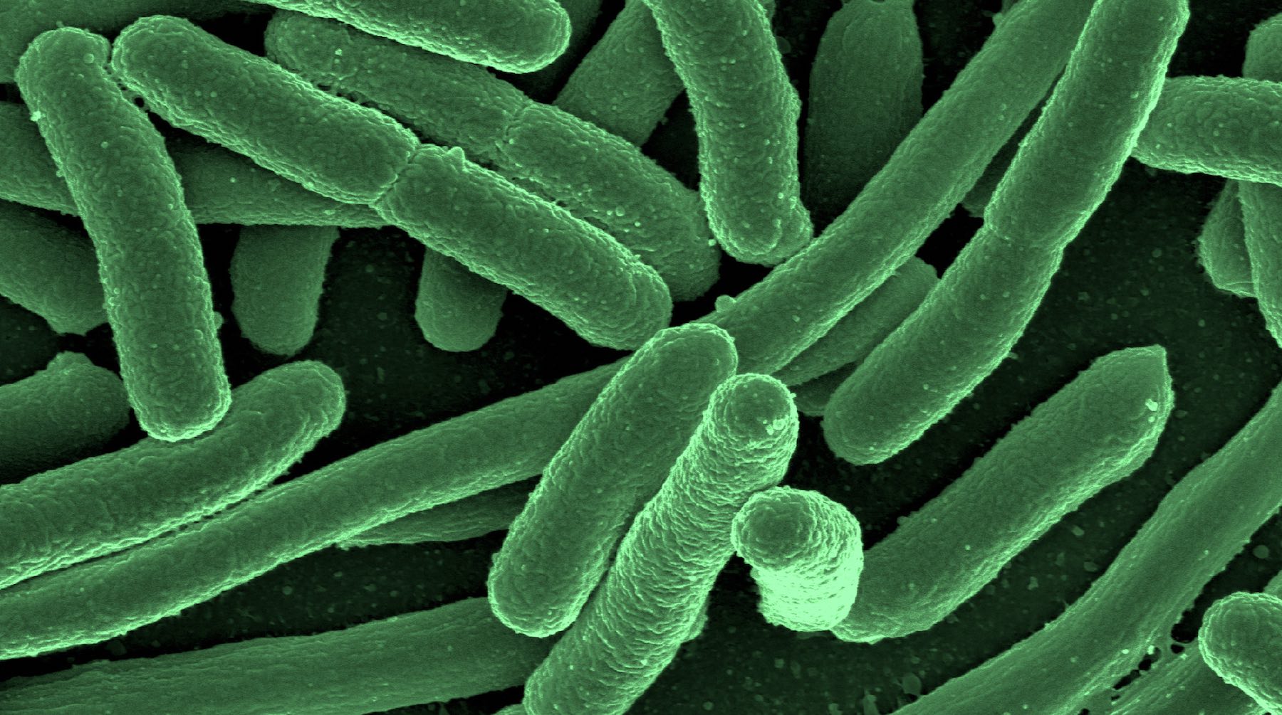 slide_bacteria-1